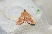 Endotricha flammealis