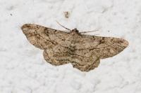 Peribatodes rhomboidaria rhomboidaria