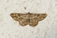 Peribatodes rhomboidaria rhomboidaria