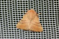 Malacosoma neustria