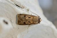 Agrotis exclamationis exclamationis