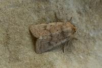 Hoplodrina octogenaria