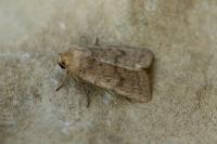 Hoplodrina octogenaria