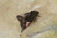 Aedia funesta