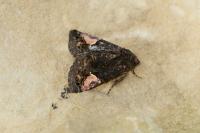 Aedia funesta