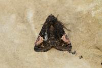 Aedia funesta