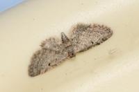 Eupithecia inturbata