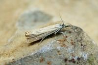 Chrysoteuchia culmella