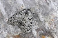 Meganola strigula