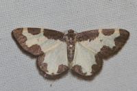 Lomaspilis marginata