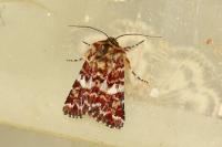 Anarta myrtilli