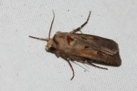 Agrotis exclamationis exclamationis