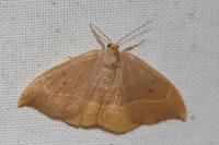 Watsonalla binaria
