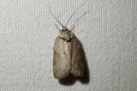 Nycteola revayana