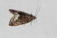 Deltote pygarga