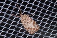 Scoparia ambigualis/basistrigalis
