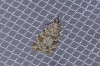 Scoparia ambigualis/basistrigalis
