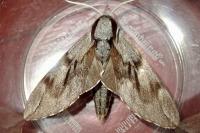 Hyloicus pinastri
