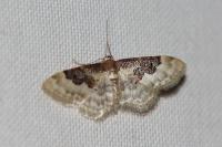 Idaea rusticata