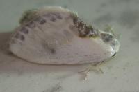Cilix glaucata