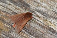 Phragmatobia fuliginosa
