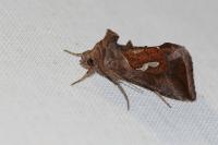 Macdunnoughia confusa