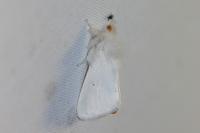 Sphrageidus similis
