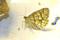 Chiasmia clathrata