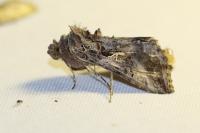 Autographa gamma