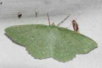 Geometra papilionaria