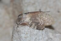 Stauropus fagi