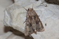 Apamea monoglypha monoglypha