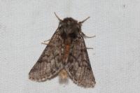 Thaumetopoea pityocampa