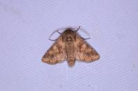 Conisania luteago olbiena