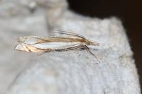 Crambus pascuella
