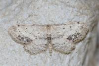 Idaea dimidiata