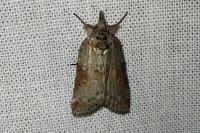 Nycteola revayana