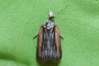 Nycteola revayana
