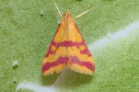 Pyrausta virginalis