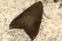 Schrankia taenialis