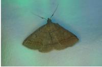 Zanclognatha lunalis