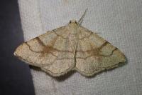 Adactylotis contaminaria