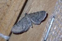 Eupithecia haworthiata