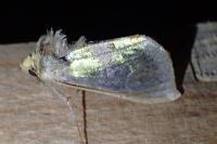 Diachrysia chrysitis