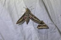 Hyles livornica