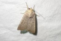 Hoplodrina ambigua/blanda