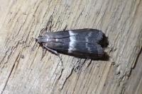 Elegia similella