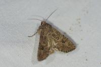 Anarta trifolii
