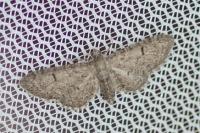 Eupithecia ultimaria