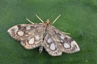 Anania coronata